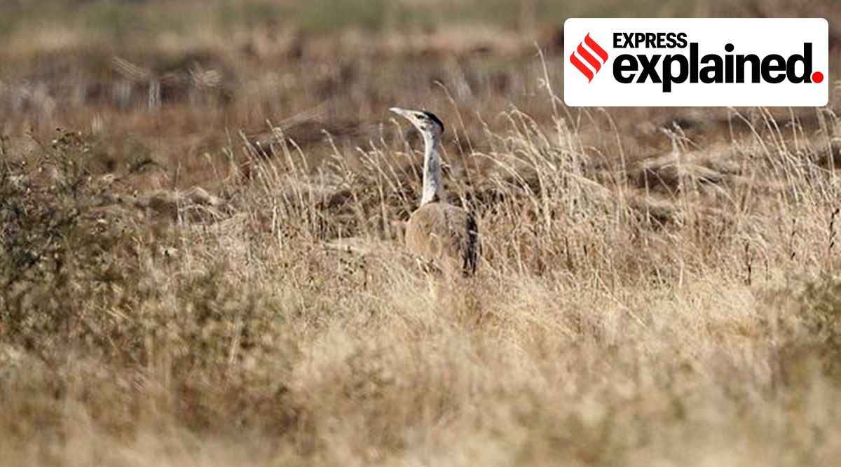 This Great Indian Bustard is found mainly in Rajasthan and Gujarat. (File Photo)