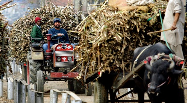 In want of any clear government directive, mills continue to pay farmers in instalments. (Express Photo by Praveen Khanna)