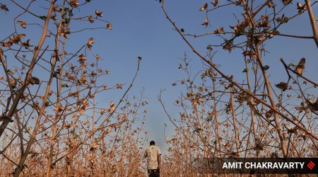 During 2021, the incidence of pink bollworm ranging from 0 to 90 per cent was reported from almost all major districts of the cotton belt of Punjab. (Express Photo by Amit Chakravarty)