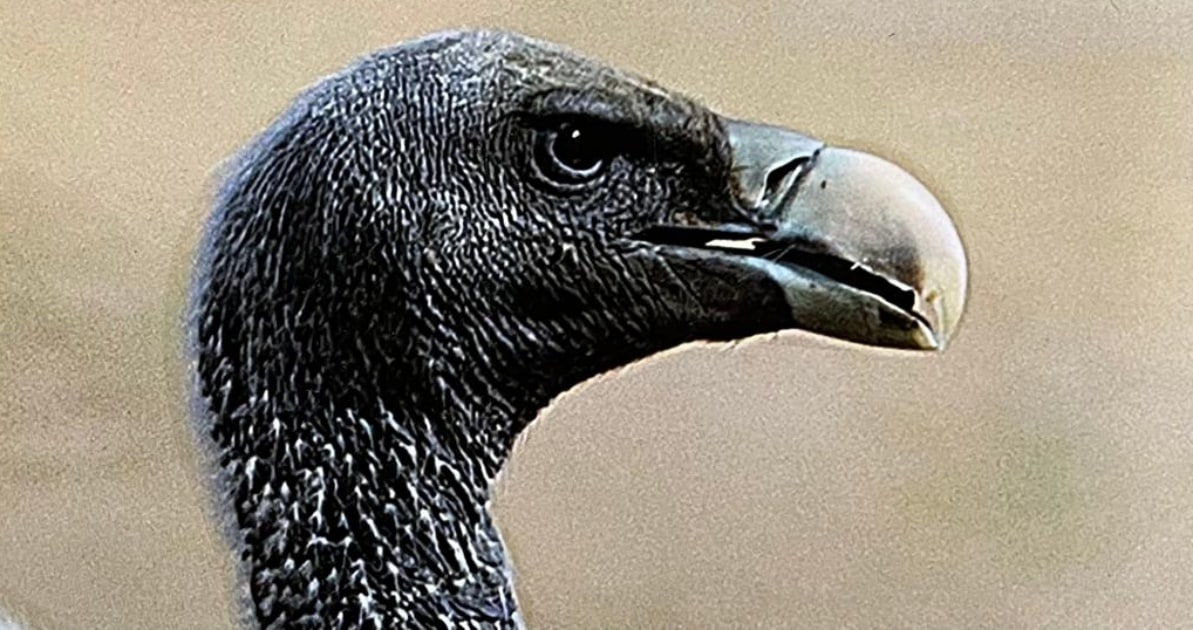 The course also includes special simplified talks on bird flu, wind farms and birds, vulture conservation, secretive owls, and house sparrows, among other topics. In Pic: White-rumped vulture. (Express Photo)