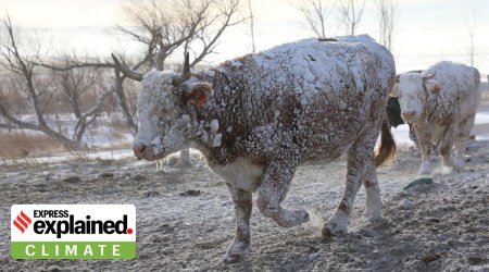 Cows walking in the snow