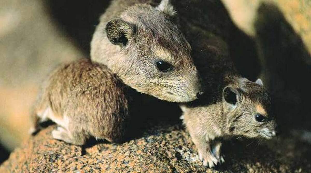 Wanted: New York City rat czar. Will offer salary as high as $170,000