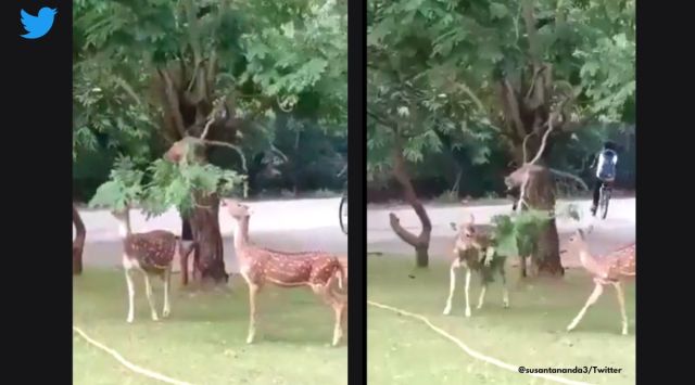 This video of a monkey helping deers, is a lesson in co-existence ...