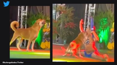 Dog interrupts dance performance, dog invades stage during a cultural performance, dog dances along the dancer by getting on stage, viral dog dance videos, viral brazil dance videos, indian express
