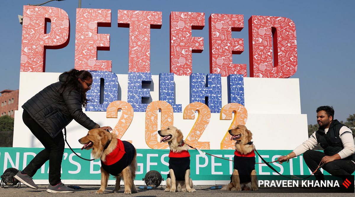 Who let the dogs out? 2-day pet fest opens in Delhi | Delhi News - The