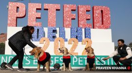 dog fest