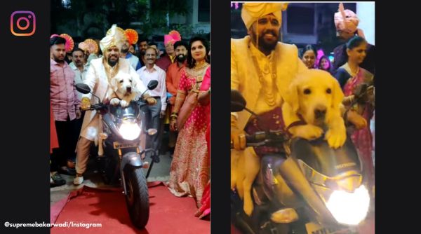 Groom arrives at a wedding with pet dog, dog joins groom on bike, viral wholesome wedding videos, wholesome video dogs at wedding, pet dog joins groom at wedding, viral wedding video pets, indian express