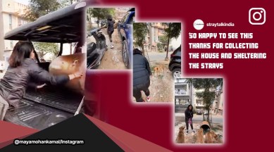 makeshift dog shelters, Stray Talk India stray animal rescue initiative, viral wholesome dog videos, How to make dog shelters, viral Instagram videos, Indian express