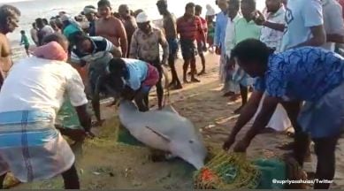 Tamil Nadu fishermen rescue dolphins, dolphin rescue video, viral dolphin rescue, Tamil Nadu dolphin rescue operation, wholesome animal rescue videos, indian express