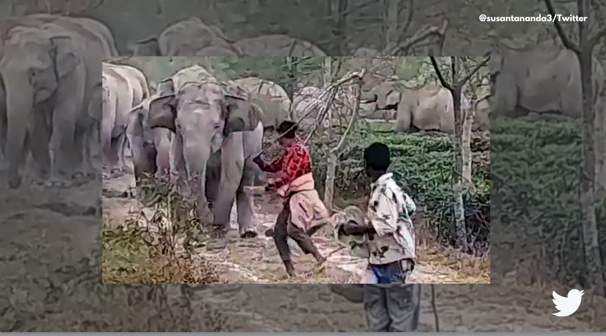 Man elephant conflict india, boy chases away elephant with a stick, viral elephant man conflict video, Indian Forest Officer Susanta Nanda, Elephants encroach farmland viral video, elephant chases away boy, Indian express