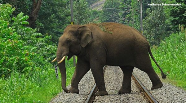 Loco pilot prevent elephant accident, elephant accidents railways, Elephant crossing rail road accidents, wildlife corridor India, Parveen Kaswan IFS viral tweets, Indian express