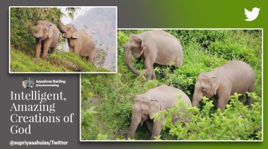 Wholesome tweets elephants, IAS seeks life lessons from elephants, Supriya Sahu IAS, IFS Parveen Kaswan, Theppakadu Elephant Camp Tamil Nadu Mudumalai Tiger Reserve, Indian Express