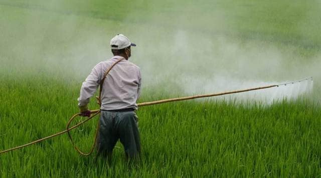 The high subsidy on urea and DAP makes them much cheaper for farmers relative to other fertilisers.