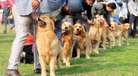 During  the ‘Dog Show’ at GADVASU in Ludhiana on Sunday. (Express Photo by Gurmeet Singh)