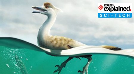 An artist's life reconstruction of the bird-like Cretaceous Period dinosaur Natovenator polydontus, which boasted a streamlined body resembling those of diving birds and lived about 72 million years ago in what is now the Gobi Desert of Mongolia. (Yusik Choi/Handout via Reuters)