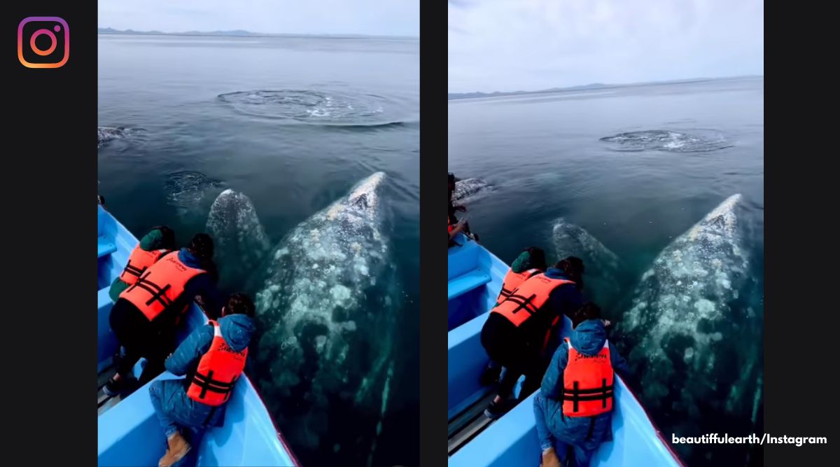 Gray whales, Baja California gray whale, viral video gray whales, whales approach boat, viral tweets whale, the great whale migration, indian express