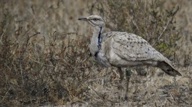 gujarat houbara bustard