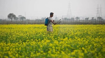 Farmers have sown mustard in 2,98,504 hectares. (File)