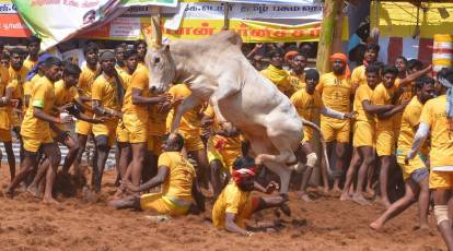 Jallikattu begins today — the 'barbaric sport' that celebrates hard-working  Tamil farmer