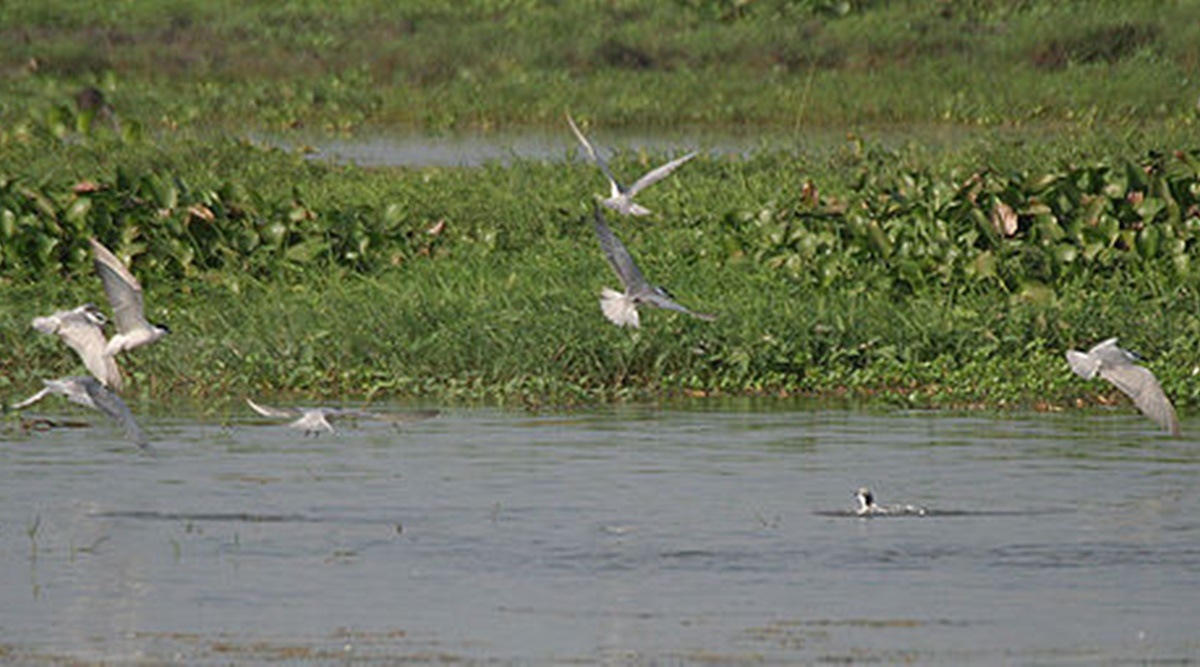 One million winged visitors expected this season to Kolleru lake in