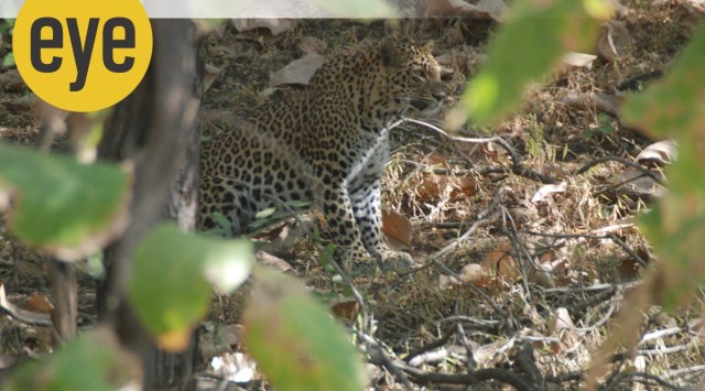 leopard