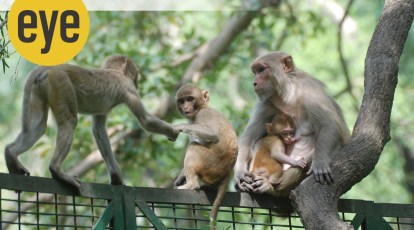 Monkey menace in Vrindaban - The Economic Times