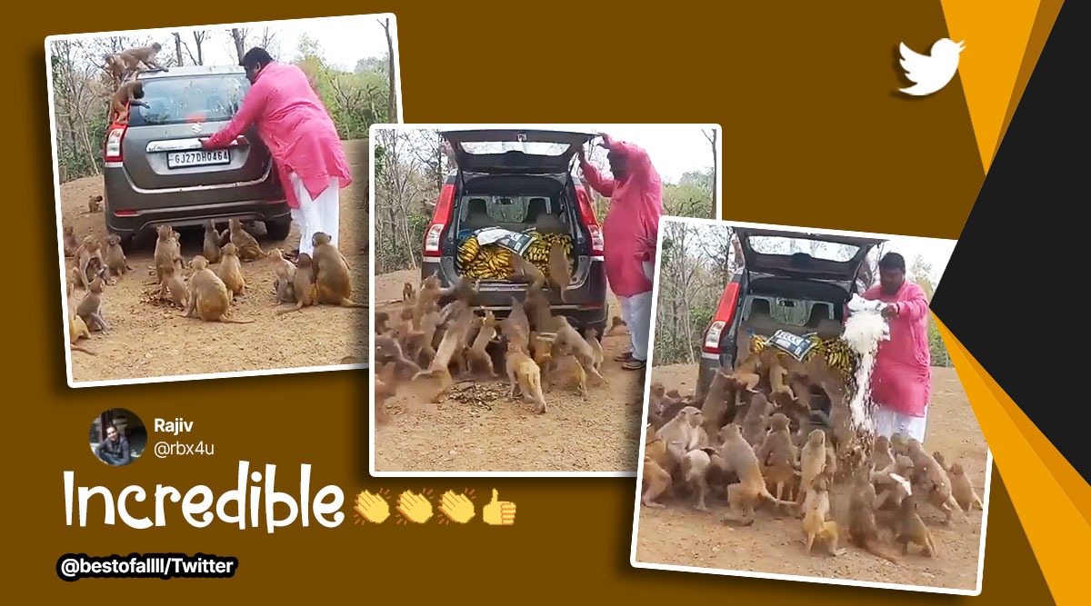 Man feeds monkeys, man organises feast of bananas for monkeys, viral monkey videos, feeding monkeys, viral animal videos, indian express
