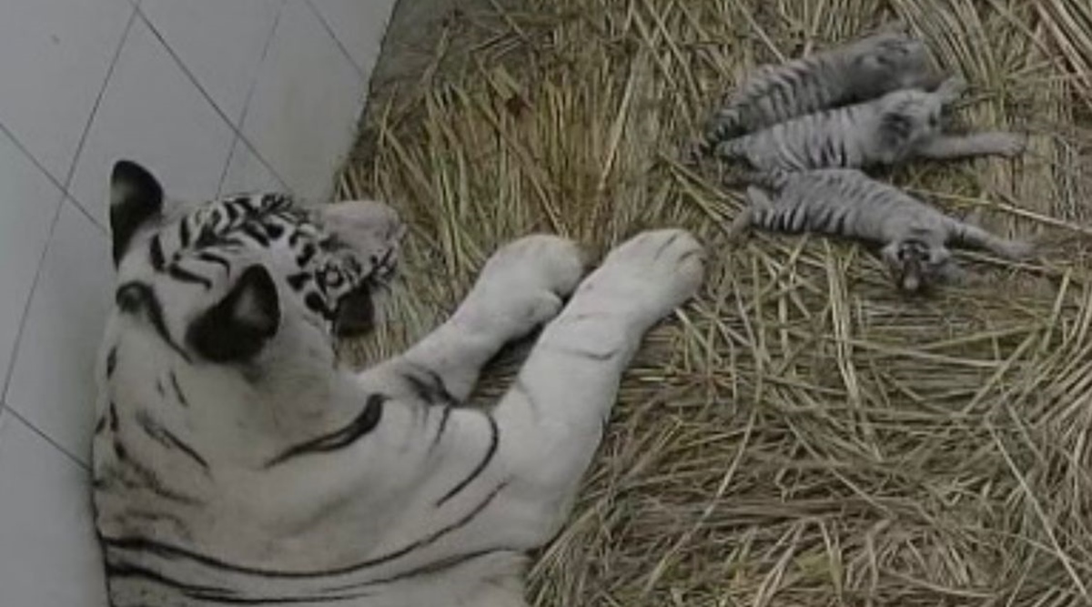 5 rare white tiger cubs die in Indian zoo