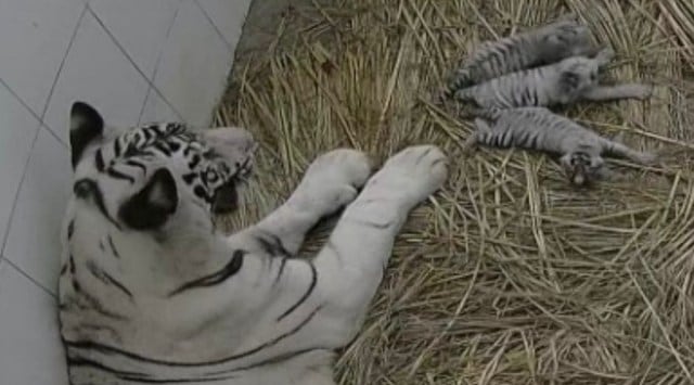 The three white tiger cubs were born in August after a gap of nearly seven years. Archive