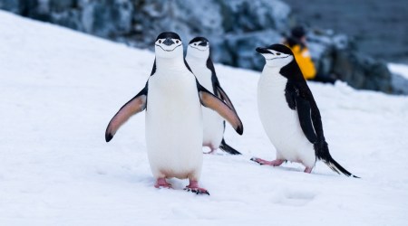 Between 80% and 100% of all known emperor penguin colonies face extinction by 2100 at present greenhouse gas emission levels, according to a WWF report. (Representational image via Unsplash)