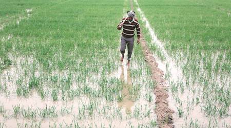punjab farmers yellow rust