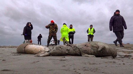 russia dead seals