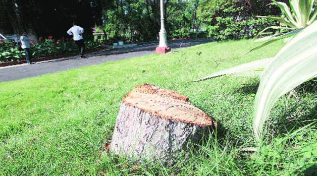 The police have booked the unidentified sandalwood thieves under Section 379 (punishment for theft) of the Indian Penal Code. (Representational/File)