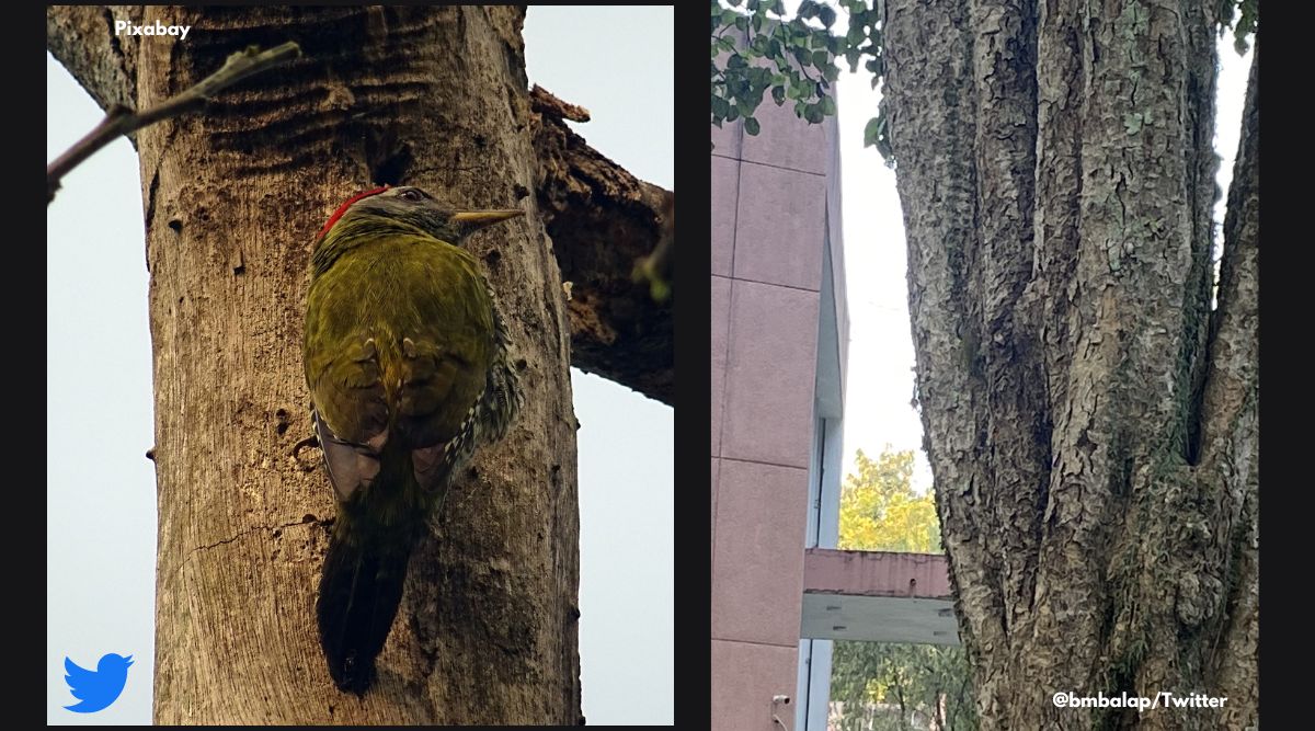 Birds camouflage picture, viral animal camouflage picture, streak-throated woodpecker, streak-throated woodpecker hiding in plain sight, viral camouflage images, indian express