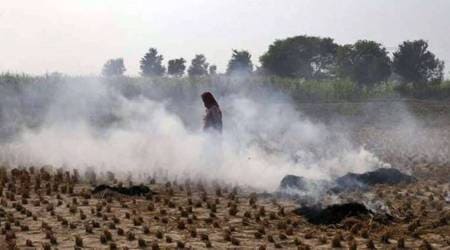 Sangrur burnt stubble on 73% of its total rice area, which is the highest in Punjab. (Representational/File)