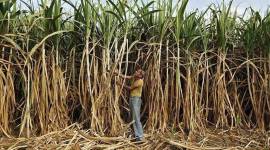 haryana news, sugarcane price hike news, indian express