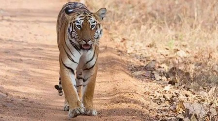 Forest officials on Tuesday night got information that a tiger carcass was found hanging from a tree in Tilgua beat's compartment no. 460 in the north forest division near the Panna Tiger Reserve following which a team of forest personnel reached the spot, an official said. (File)