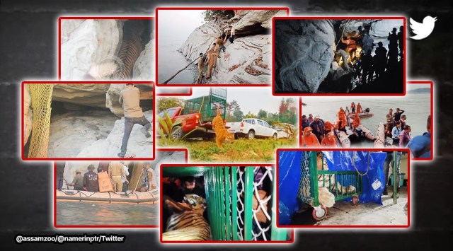 assam zoo, tiger rescue from brahmaputra river, tiger rescue video, tiger rescue, indian express