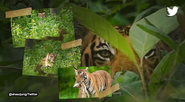 Supriya Sahu IAS officer, Tigers in Tamil Nadu, Viral tiger videos, wildlife photographer Shaaz Jung, lessons from tiger, viral tweets, indian express