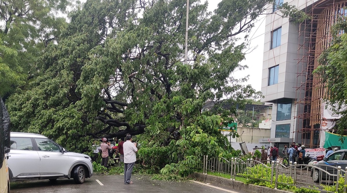 Chennai rains Incessant downpour batters city, tree crashes down on