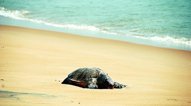 Olive Ridley turtles have made the Kodi beach area in Kundapur as their nesting point for many years.