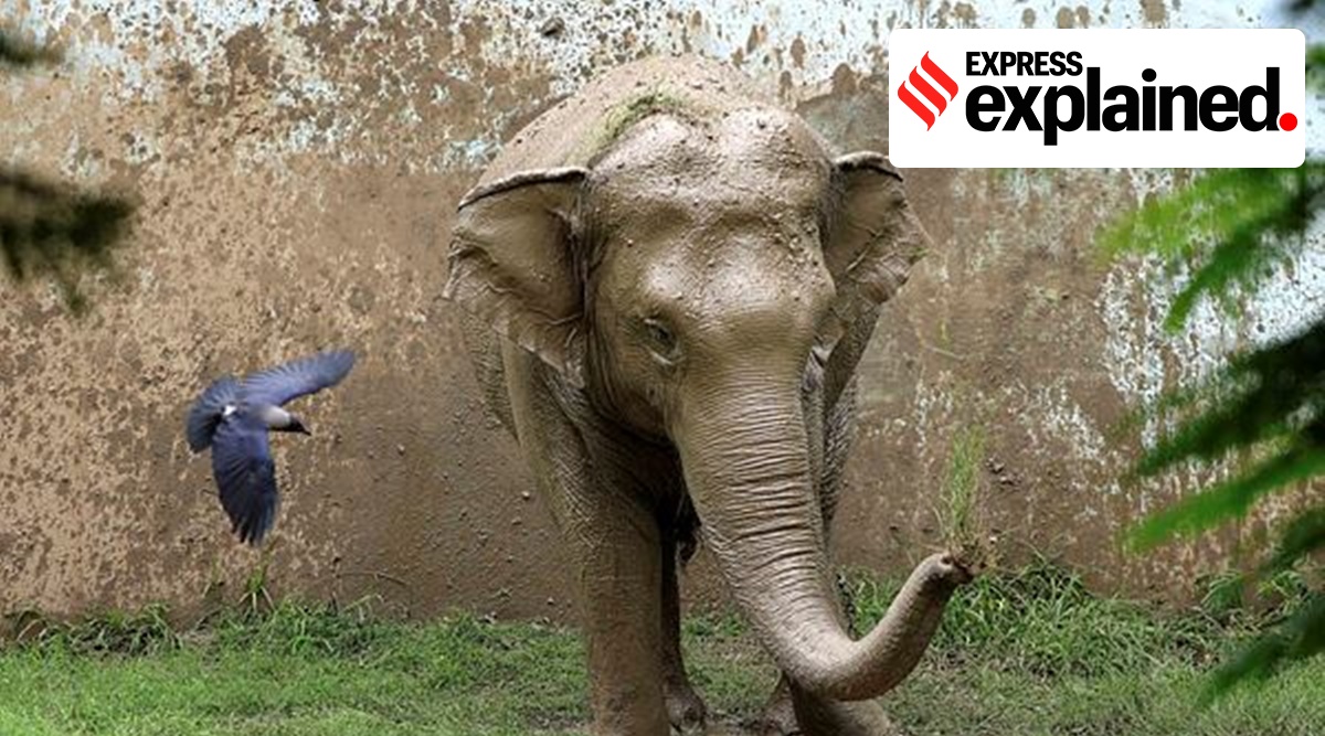 Parliament passes Wildlife Bill: Questions remain on elephants, vermin |  Explained News,The Indian Express