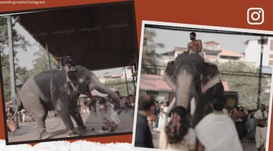 elephant attack during wedding photoshoot, elephant lifts mahout upside down, elephant attack, kerala wedding photoshoot, indian express