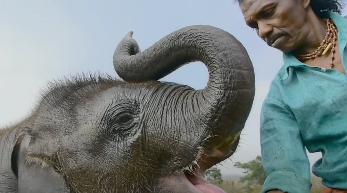 The moment when The Elephant Whisperers realised they have been