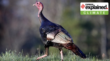 animal habitat, human disturbance