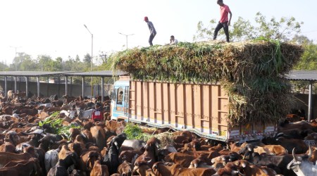 At the RMC cattle pound on Bhavnagar Road in Rajkot. (Express Photo)