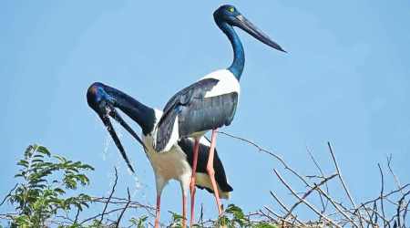 Bird census: Black-necked stork sighted in Porbandar for second year