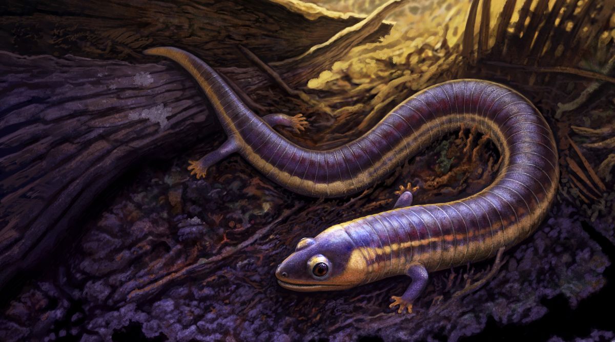 caecilian fossils