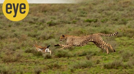 There is no malice involved in cheetah hunts. Source: Vinod Tiwari/Wikimedia Commons