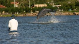 Dolphins working with fishers